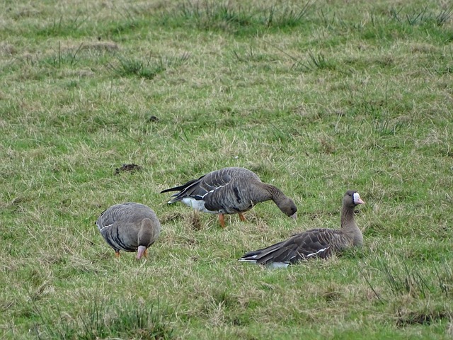甚至导致 甚至导致
