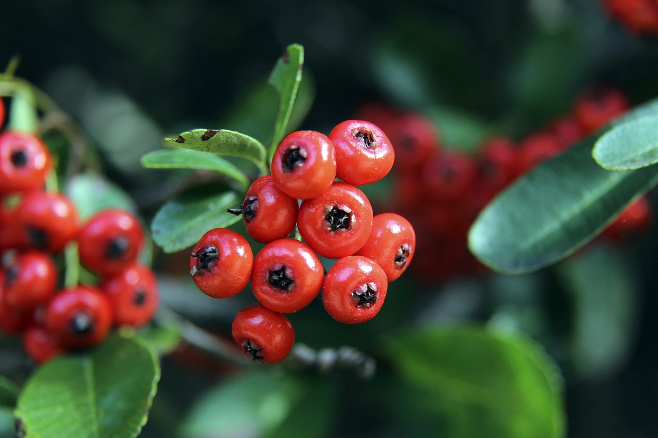 四川女篮的 四川女篮的