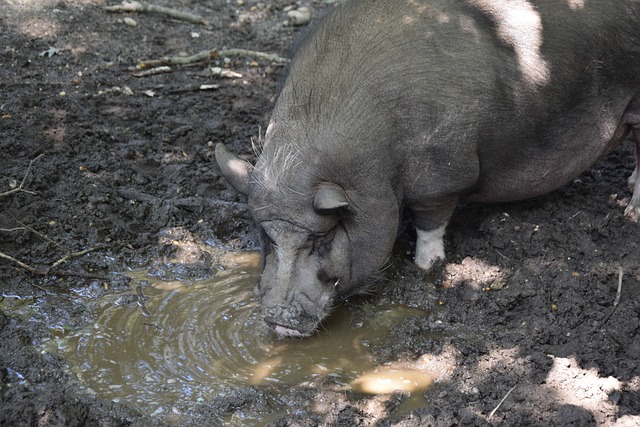 “发育关和病情无情地打破了少女的奥运梦…” 心疼七妹.